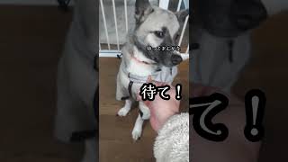 賢い元野犬ベーコン君 #shorts #shortvideo #犬