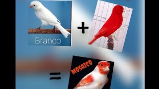 Cruzar Canários BRANCO + VERMELHO = Vermelho Mosaico? Respondendo Perguntas De Inscritos  #1