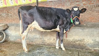 ਚੰਗੇ ਰਿਕਾਰਡ ਵਾਲੀ ਤੋਕੜ ਵੈੜ ਵੀਕਾਓ। cow for sale/vadiya farm/5-2-25