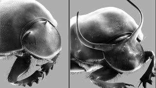 Evolution phenomenon that puzzled Darwin explained