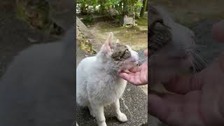 【伏見稲荷】喉の奥から有り得ない声が漏れる猫オグロ　A cat with an impossible voice from the back of the throat