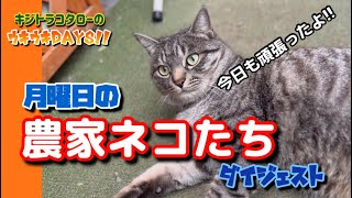 【農家ネコたちの月曜日】今日も楽しく農園LIFE!!🐈‍⬛🐈