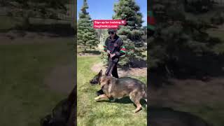 Big German shepherd Tamed By The Dog Daddy In Minutes.