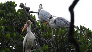 Milky Stork \u0026 Grey Heron in Pulau Rambut Wildlife Reserve