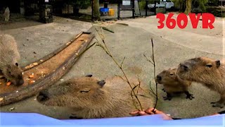 カピバラのテレワーク的飼育体験 Capybara zookeeper 360