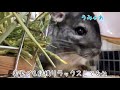 【チンチラ】初めてのサツマイモも美味しく食べるチンチラのこてつ