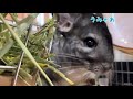 【チンチラ】初めてのサツマイモも美味しく食べるチンチラのこてつ