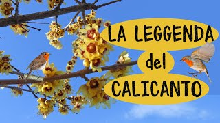 💐 LA LEGGENDA del CALICANTO 📖 Storia Illustrata con Sequenze da Scaricare + Curiosità sul Calicanto