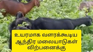 உயரமாக வளரக்கூடிய ஆந்திர மலை ஆடுகள் விற்பனைக்கு. Andhra goats for sale.మేకలు అమ్మకానికి. 9788280488.