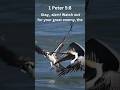 Stay Alert! Pelican Attacks Osprey #nature #bibleverse #gospel#1peter5 #osprey #pelicans #God #enemy