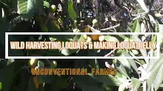 WILD HARVESTING LOQUATS \u0026 MAKING LOQUAT JELLY