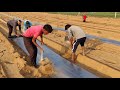 मलचिंग शीट लगाने का देसी तरीका ।। desi method of mulching sheet layout ।।