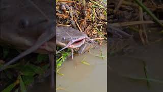 Really Amazing Fish Catching. #fishing #viralfishing #hookfishing #viralvideoシ #catfish