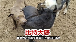 面对比特犬的疯狂进攻，卡斯罗犬紧密防守，准备反击