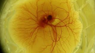 Chick Embryo Development Butcher Lab