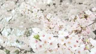 無料動画素材 桜吹雪 桜 Free Stock Video
