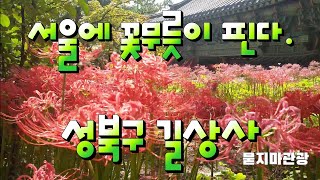 서울에  핀 길상사 꽃 무릇(상사화) .성북구 길상사 꽃무릇.상사화.석산.힐링여행.힐링관광.전국투어.