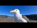 my friend posing for the camera larus fuscus lesser black backed gull.