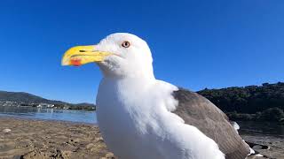 My friend posing for the camera (Larus Fuscus) Lesser Black Backed Gull.