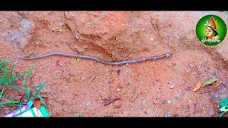 🐍 பௌர்ணமி பூஜையை முன்னிட்டு நாககன்னி அம்மன் பாம்பு வடிவில் தரிசனம் 🐍 #சூராணிக்கரை #shorts #nagakanni