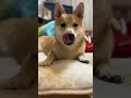 起きたら犬が待っている🐕☀ シバーギー コーギー 柴犬 豆柴 shorts