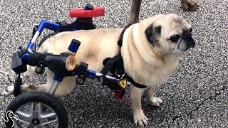 15-Year-Old Dog Runs Around In His Wheelchair