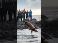 the heartwarming rescue of a struggling sea lion 🦭💙 cuteanimals  animalrescue sealion