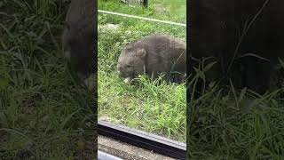 涼しくなって来て庭活と外草を満喫するユキちゃん！ #wombat #ウォンバット #五月山動物園 #癒し動画 #ユキちゃん#庭活#ガーデニングガール #1人遊び #cute