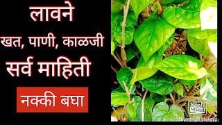 #नागेलीच्या🍃 पानांचा 🍃 वेल कसा लावावा आणि त्याला पाणी, खत, काळजी , ही सर्व माहिती 🍃🍃