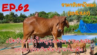 EP.62 ราคาวัวหน้าคอก (28มิ.ย.63) เปิดวัว 2 สาว ใหญ่ๆ แดงๆ งามๆ ผสม SK581 ประกันท้อง ราคาน่าฟัง