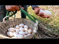 wow wow amazing pick a lot of duck eggs under the grass ln the rice field near the village