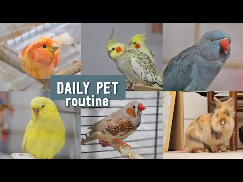 Daily Pet Routine 35 Pets Youtube