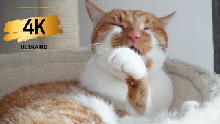 Relaxing Cat Purr Video  - RELAX VIDEO - ULTRA HD 4K