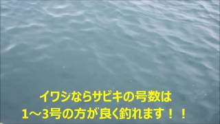 泉大津なぎさ公園　サビキでイワシ・サバが好調　fishingmax