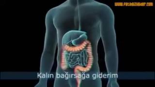 Fen Bilimleri Sindirim Şarkısı öğretmenler İçin