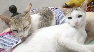 sleeping funny cats videos