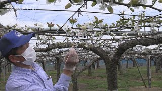 ナシ花合わせ始まる　県内有数の産地・下妻