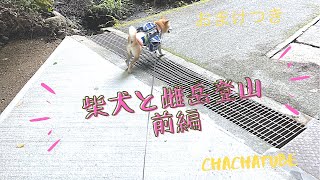 【柴犬×登山】茶々丸隊長と二人で雌岳登るよ⛰前編