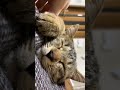 【猫】招き猫　 shorts 猫 猫のいる暮らし cat 癒し 保護猫 まねきねこ 招き猫