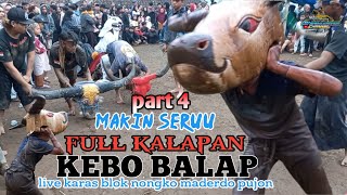 (part 4) MAKIN SERU AJA KEBO BALAP FULL KALAPAN