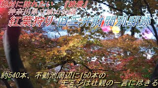 【絶対に訪れたい　『絶景』】 紅葉狩り 旧三井財閥別邸跡　神奈川県立大磯城山公園　約540本、不動池周辺に150本のモミジは壮観の一言に尽きる　( Autumn leaf viewing )