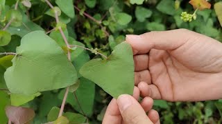 杆板归又叫蛇倒退、蛇退草，用来煮水作用厉害了，遇见可别错过