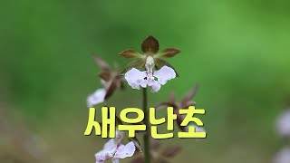 새우난초