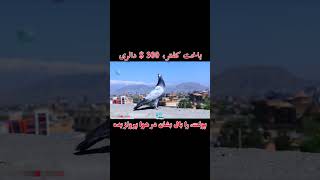 300$ دالر قیمت ترین باخت کفتر #viral  #dance #trending #shorts #short #comedy #comedy  #foryou #art