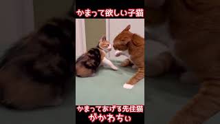 かまって欲しい子猫がかわちぃ#shorts