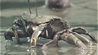 ヤマトオサガニ　Japanese mud crab　Macrophthalmus japonicus