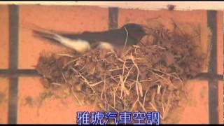 Swallows buliding 燕子築巢全紀錄