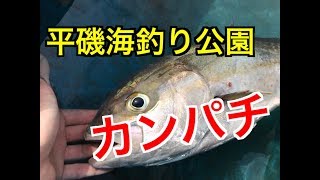 平磯海釣り公園呑ませで高級魚！fishingmax垂水店2019/07/7