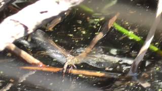 Dragonfly Laying Eggs