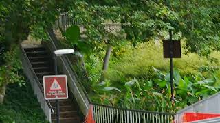 新加坡居住区野生動物_ 鹩哥 City In Nature_ Common Hill Myna \u0026 others _ 05nov2022 Singapore 6.19pm